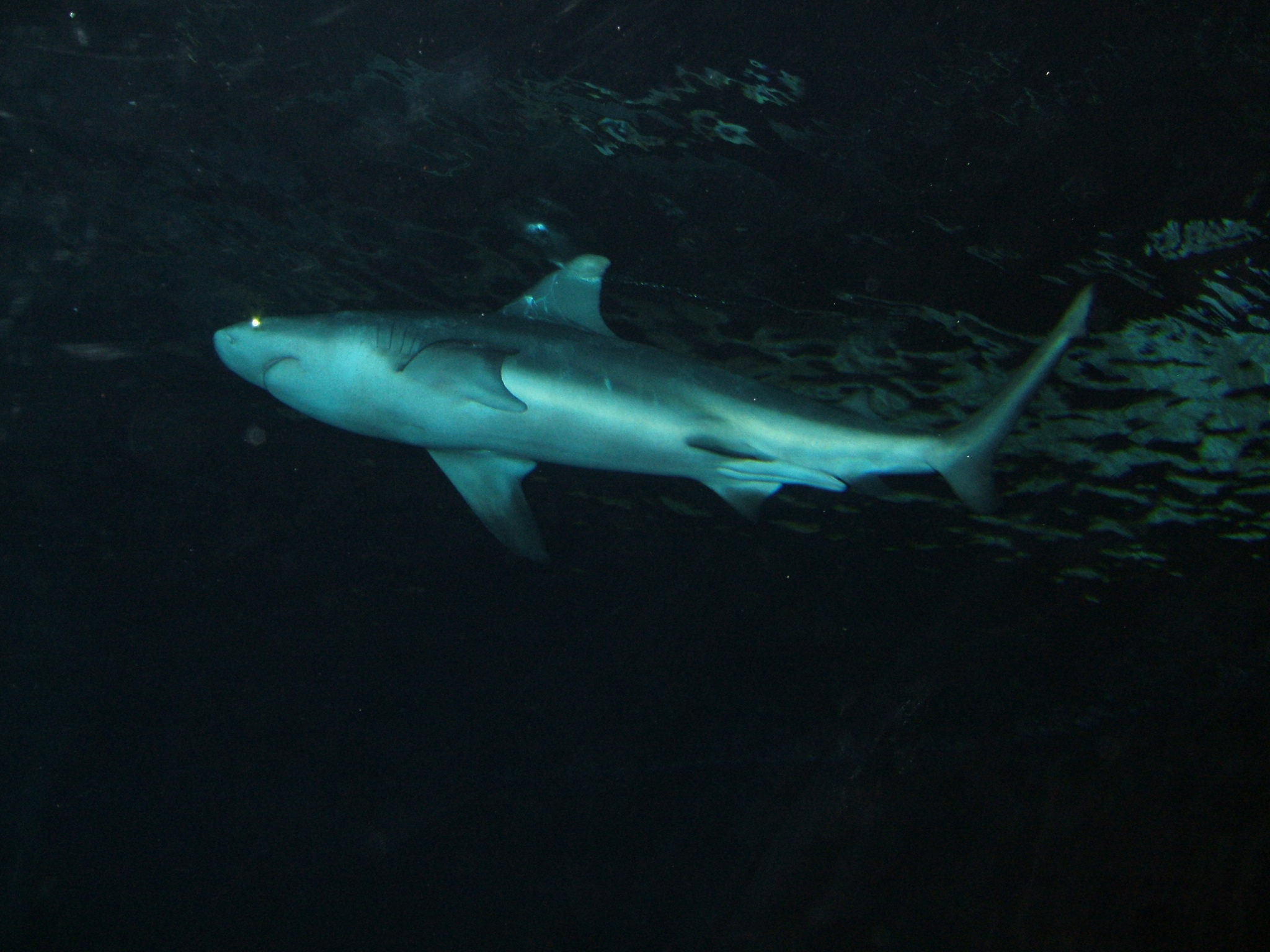 One of five sharks swimming in tank