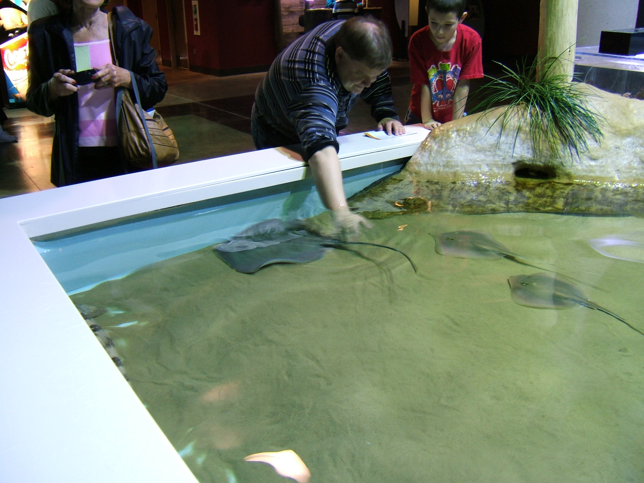 Tim touching  a stingray